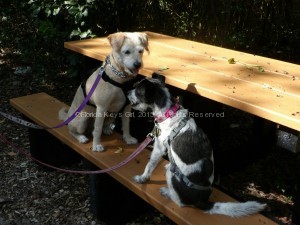 Babka and I sometimes like to take a break from all the driving - I mean sleeping - with a nice walk in the park.