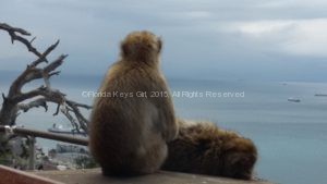 Even the apes enjoy the view from the Top of The Rock.