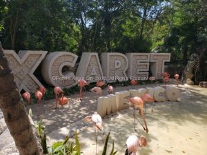 The flamingos as the welcoming committee.