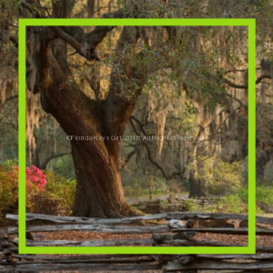 photo of big tree